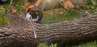 Professional Tree Removal Services in Walnut Grove, GA