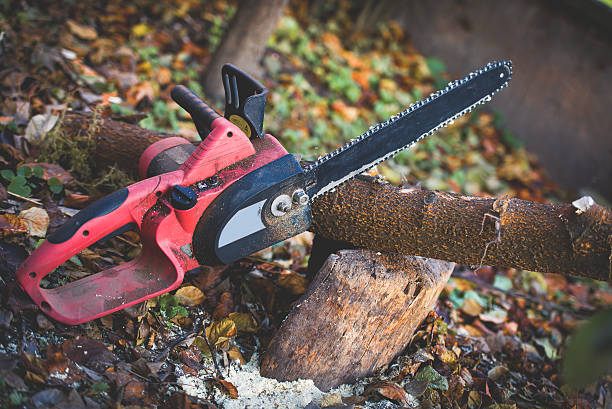 How Our Tree Care Process Works  in  Walnut Grove, GA